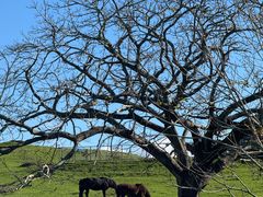 -怀托摩萤火虫洞