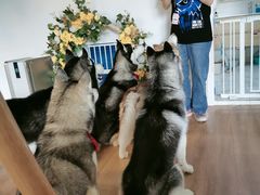 -Husky Go! 哈士奇体验馆·宠物咖啡厅狗咖