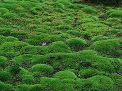 -西芳寺(苔寺)
