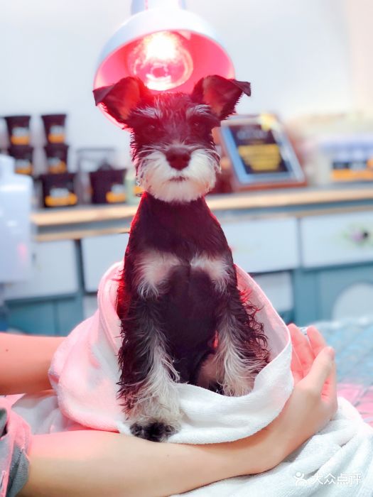 pony pet shop 小马儿宠物宠物精油按摩图片 - 第509张