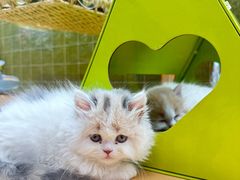 -帕帕拉兹宠物(亚洲旗舰店)