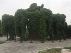 -石家庄市植物园