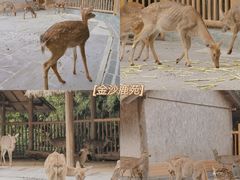-金沙遗址博物馆