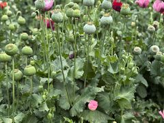 -国家植物园南园