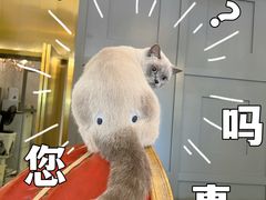 -猫大福·Fortune Cat猫舍(百子湾店)