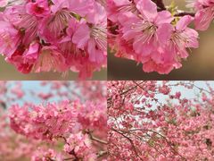 -天适樱花悠乐园