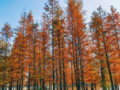 -白鹭湾湿地公园