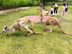 -泉州海丝野生动物世界