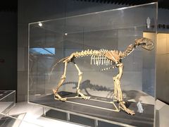 -北京周口店北京人遗址博物馆
