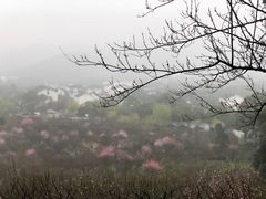 -香雪海