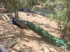 -西霞口神雕山野生动物世界