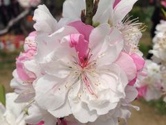 iphone_upload_pic-南汇桃花村