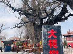 -大槐树寻根祭祖园