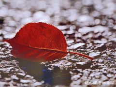 -桤木河湿地公园