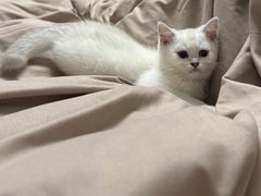 -lincat·猫舍(广州店)