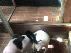 -猫咪博物馆(顶澳仔猫街店)