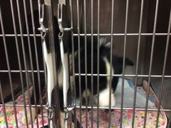 -严国平动物医院(德政总院)