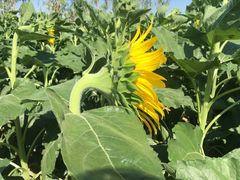 -艾溪湖湿地公园