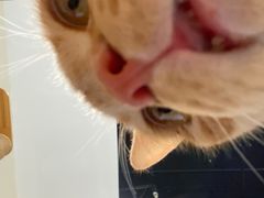 -藏猫猫咖啡主题馆(中央大道店)