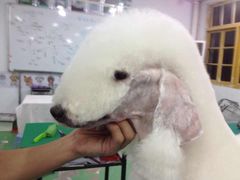 -优缇多格专业宠物美容师培训学校