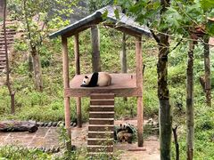 -中国大熊猫保护研究中心雅安碧峰峡基地