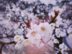 -杭州植物园