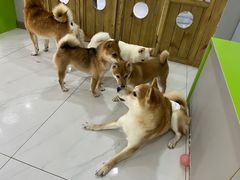 -柴源莊·柴小宠柴犬咖啡
