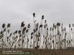 -上海吴淞炮台湾国家湿地公园
