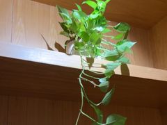 -石鼎香·非遗淮扬火锅(江都龙川桥店)