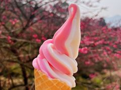 -新建村梅花