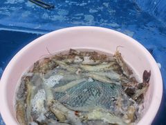 -蓝湾碧波·老字号·疍家非遗海上餐厅