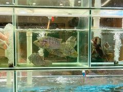 -祈胜邨•顺德鱼生•顺德菜(容桂店)