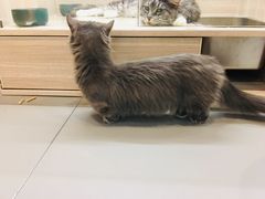 -飞行喵MR PILOT|猫舍·猫咖(静安大融城店)