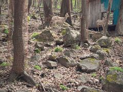 -帽儿山风景区