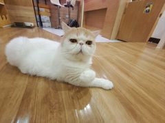-滚猫咖啡·猫咖·猫友好撸猫(未来城店)