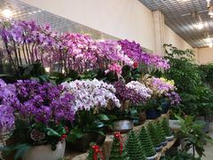 -双季花艺园艺市场(浦东店)