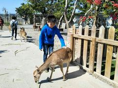 -鹿境梅花鹿生态园区