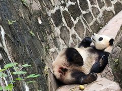 -都江堰中华大熊猫苑