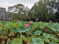 -四川大学(望江校区)