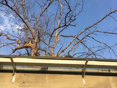 -铃木食堂(帽儿胡同店)