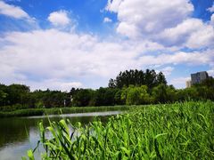 -大兴滨河森林公园