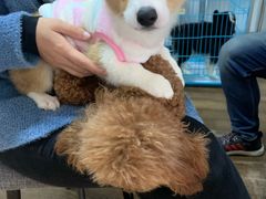 -翊宠yipet猫狗购宠庄园犬舍•猫舍