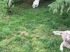 -野生动物园-停车场