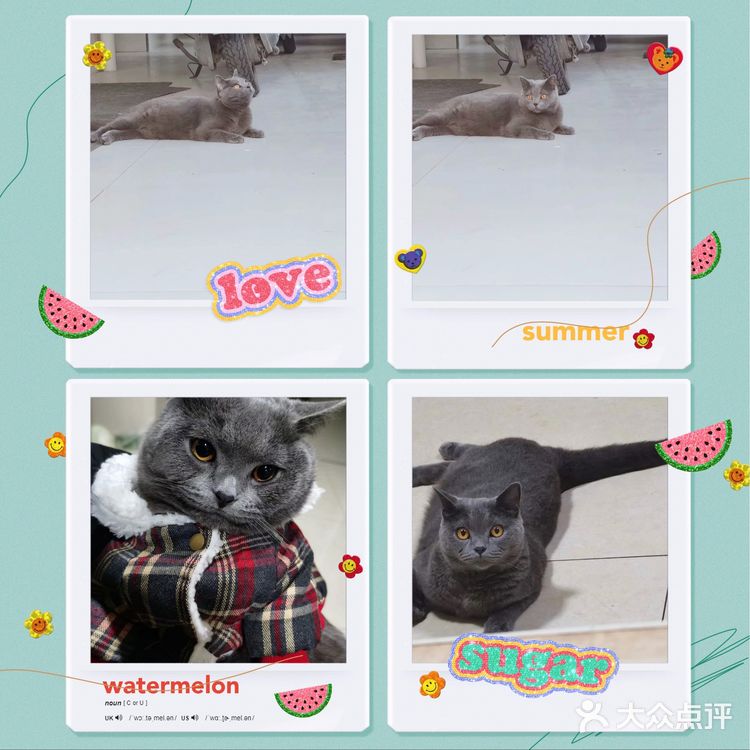 萌宠出道😷脱毛的肥肥