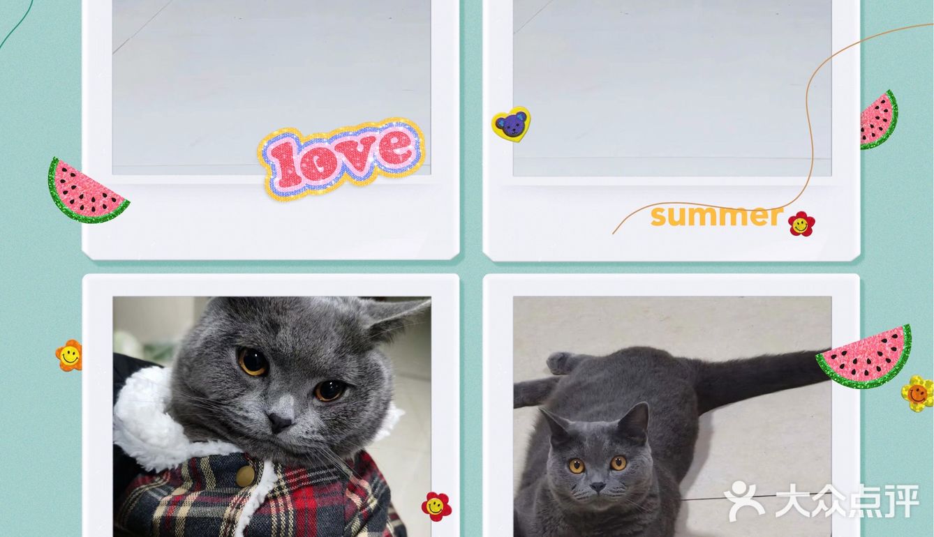 萌宠出道😷脱毛的肥肥