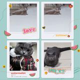 萌宠出道😷脱毛的肥肥