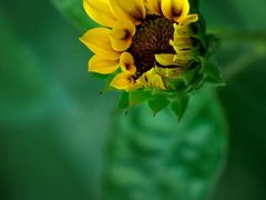 -光明小镇欢乐田园