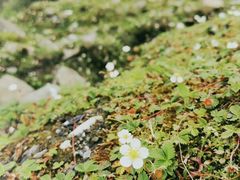 -硗碛藏寨·神木垒景区