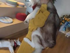 -Husky Go! 哈士奇体验馆·宠物咖啡厅狗咖