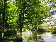 -桤木河湿地公园